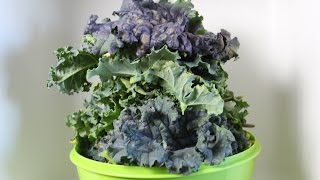 Homemade Hydroponics | Deep Water Culture (DWC) Kale Harvest
