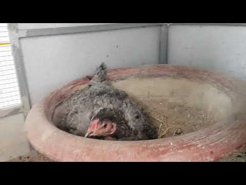 , title : 'Cách để cho gà ấp nở 100 % khi nhiệt độ 32 độ | Nguyễn Viết Hòa'