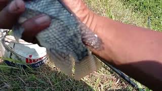 Download lagu Unexpected blessing‼️hauling in a monster after not fishing for so long #fishing #angling #fish mp3