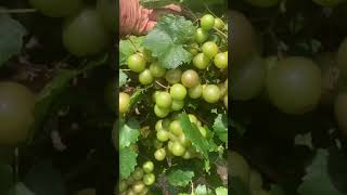 Pam Muscadine Variety Review by Greg Ison