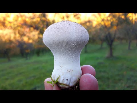 Puhara - Primjerak za 10