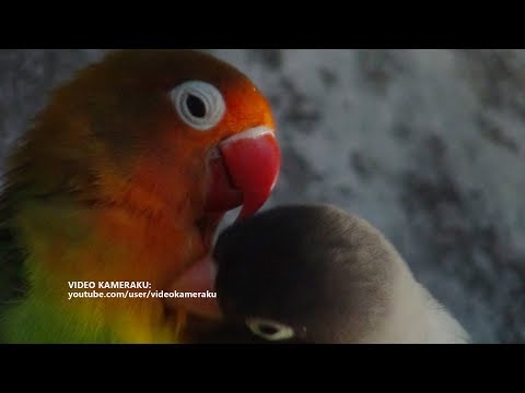 Lovebirds Sounds 1 Hour - August - 19 - 2018