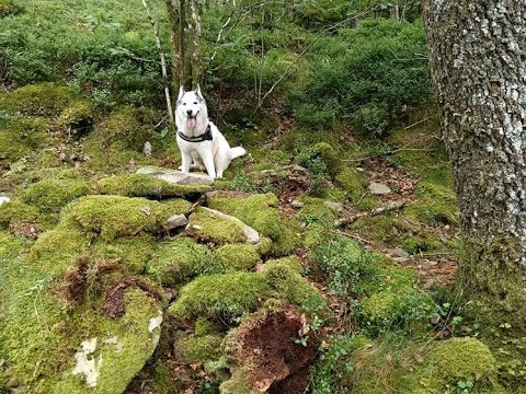 BALMASEDA - "EL BOSQUE MÁGICO" - UN LUGAR DONDE DEJARSE PERDER- 2024