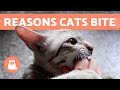 Why Does My CAT BITE Me 6 Reasons For CATS BITING