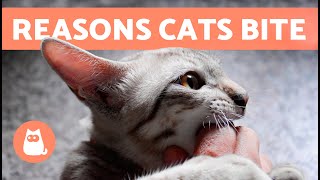 Why Does My CAT BITE Me? 🐱 (6 Reasons for CATS BITING)