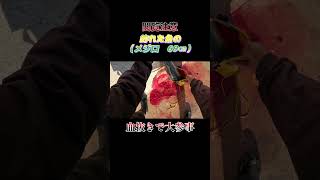【閲覧注意】魚（メジロ　69センチ）の血抜きで暴れて大惨事！#shorts #釣り #ショアジギング