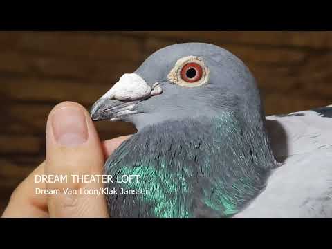 DREAM Van Loon/Klak Janssen "676" - 2018