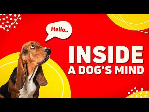Inside a Dog’s Mind : How They Really Understand Us