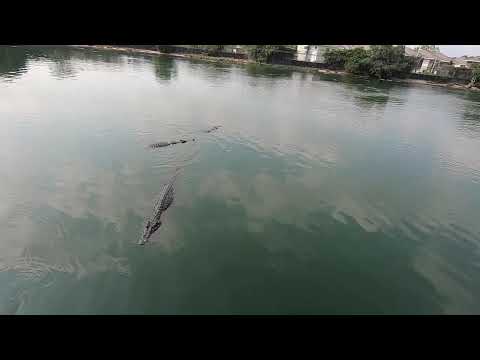 Crocodile lake with more than 1000 crocodiles