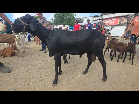 FEIRA DE SANTA CRUZ DO CAPIBARIBE-PE 09/03/2026 