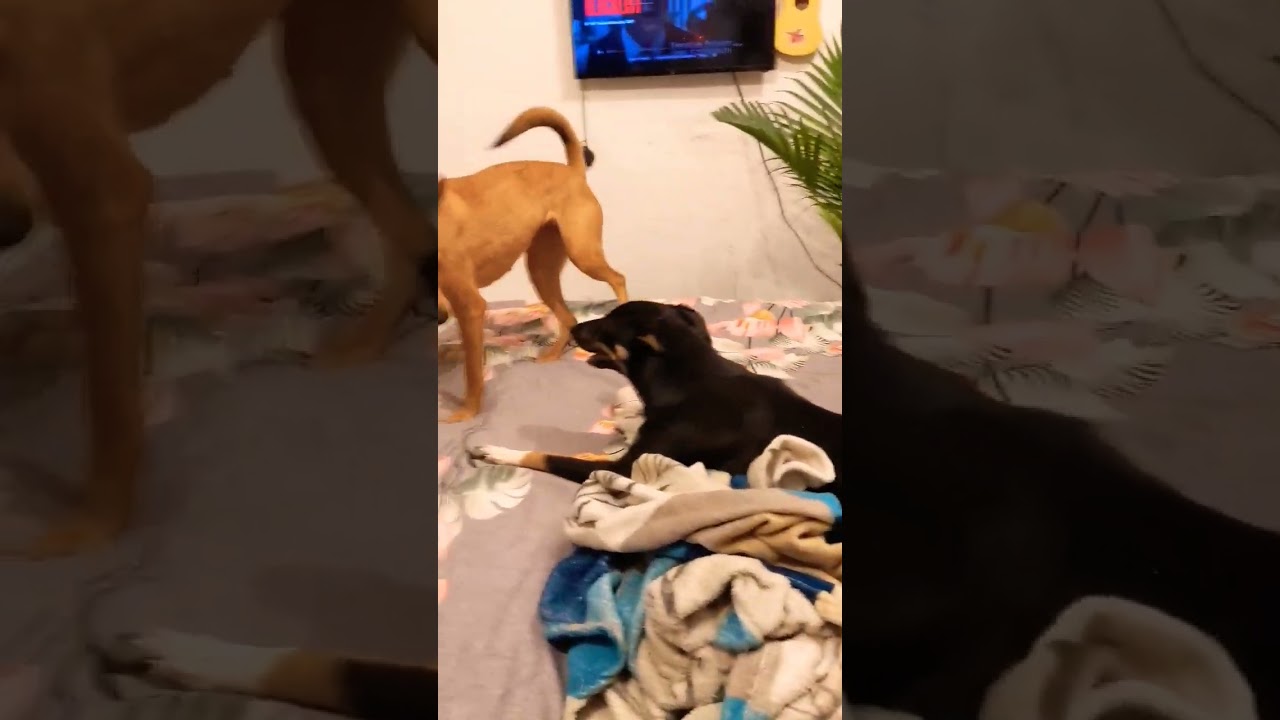 my indies learning to accept each other.