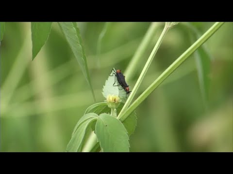 YouTube video about: What attracts love bugs to my house?