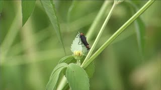 What you may not know about love bugs in Florida