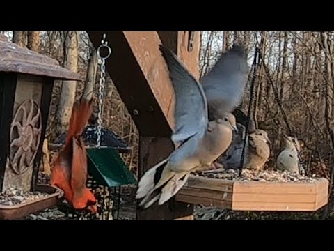 Red-bellied Woodpecker Ruins a Mourning Dove Meeting