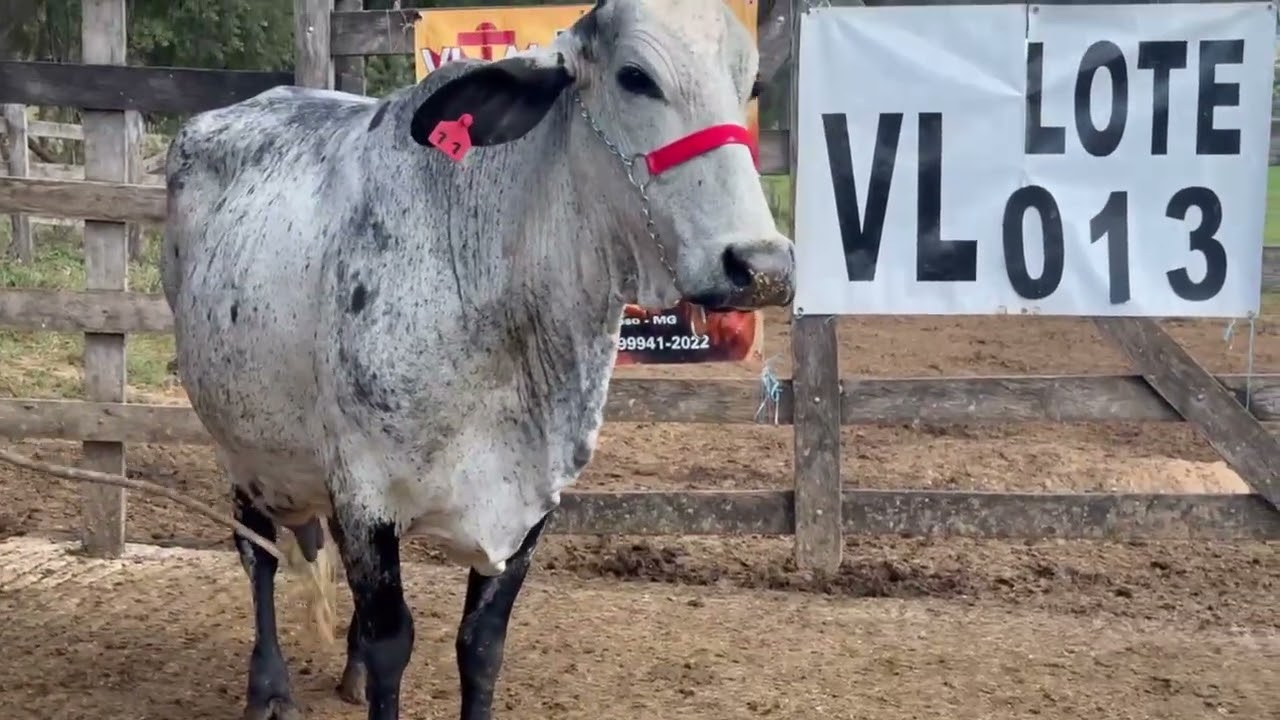 LOTE 13
