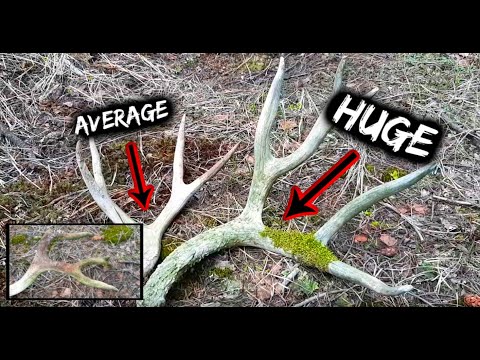 BC SHED HUNTING REGION 8 | ANTLERS THAT JUST DON'T EXIST ANYMORE..I FOUND THE BIG ONE!!!