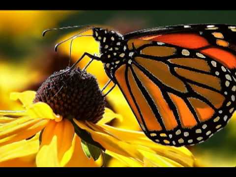 Kiss Waltz - Anastacio Mamaril & His Orchestra