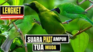 Download lagu PIKAT CUCAK IJO PALING AMPUH KOMBINASI SUARA BURCI... mp3