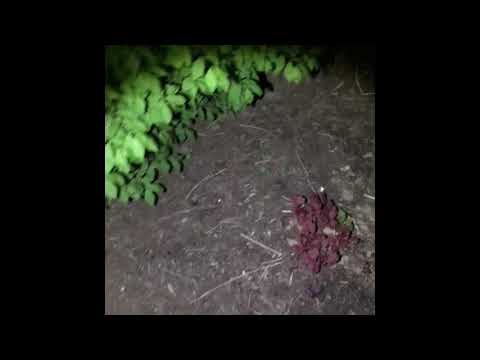 2018 Ford Raptor Correction and Ceramic Coating