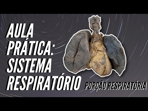 Sistema Respiratório: anatomia dos pulmões - aula prática