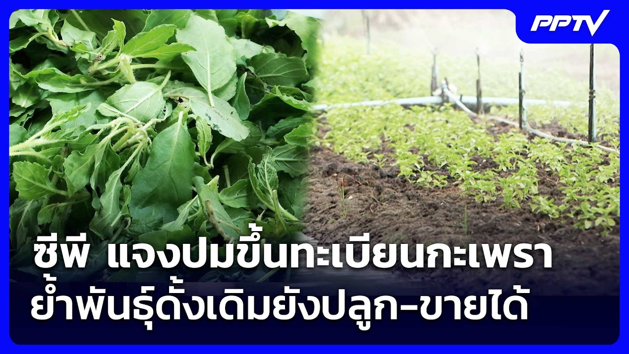 🔴สด! เข้มข่าวค่ำช่วงที่ 2 | ปลูกได้ไหม กะเพรา "แก้วจุ