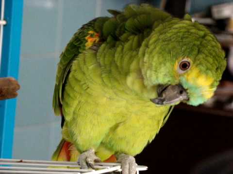 Papagaio que fala GOL DO SANTOS