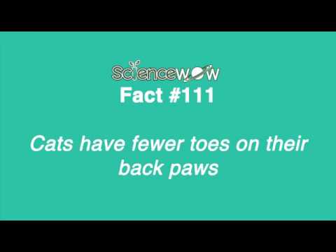 Cats have fewer toes on their back paws! Fact #111