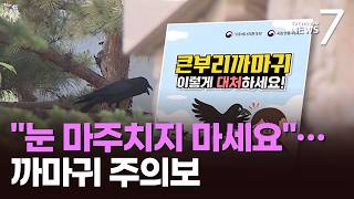 눈 마주치지 마세요!…사람 공격하는 큰부리까마귀 주의보 [뉴스7]
