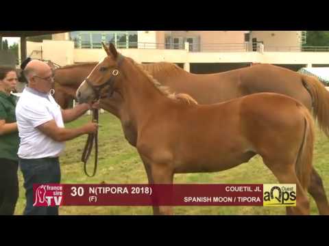 Show AQPS Ouest 2018 : Lot 30 - N(TIPORA 2018)
