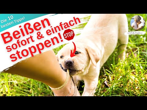 Seit ich das mache, beißt mein Hund/Welpe nicht mehr!