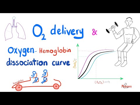 Oxygen-Hemoglobin Dissociation Curve - Oxygen Transport to Tissue - Respiratory Physiology