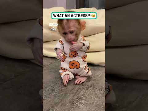Baby monkey KiKi is an amazing actress!! 🐵🥹         🎥: ViralHog