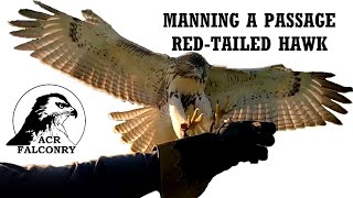 MANNING A PASSAGE RED-TAILED HAWK FOR FALCONRY