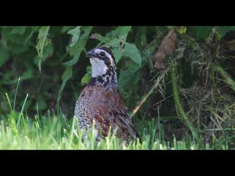 Northern Bobwhite calling — Colinus virginianus, Illinois