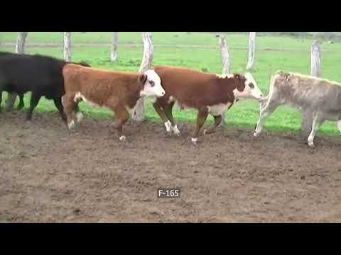 Lote 75 Terneros en San José de Feliciano, Entre Ríos