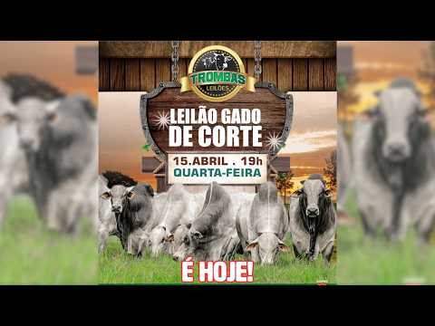 LEILÃO  GADO DE CORTE TROMBAS LEILÕES - TROMBAS GOIAS  - 15 / 04 / 2026