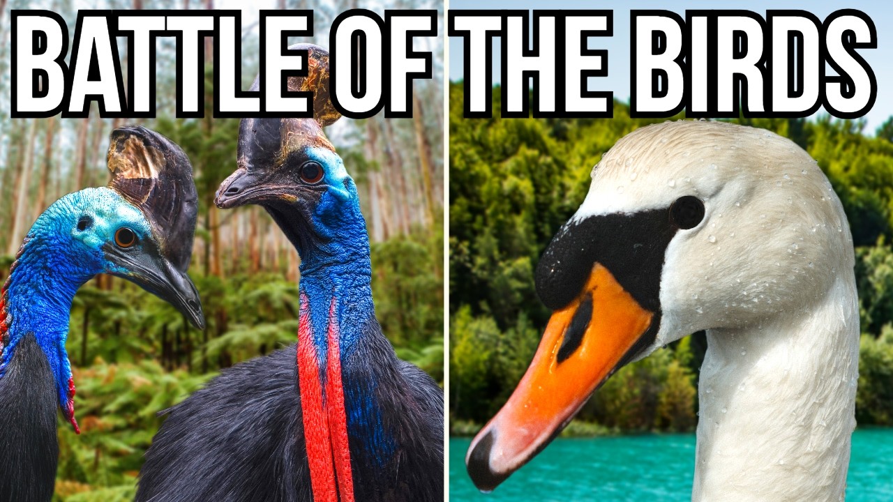 Ranking All 7 Continents By Their Largest Native Bird - From Smallest To Largest