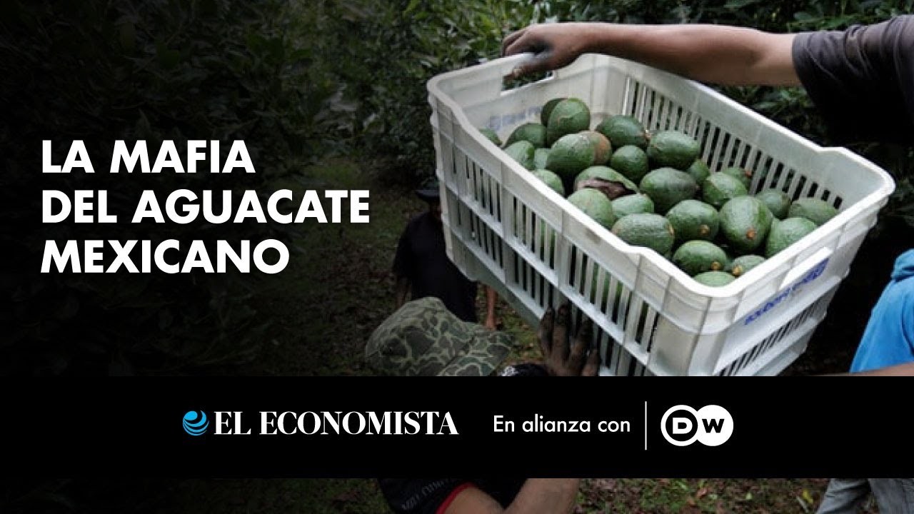 La mafia del aguacate mexicano
