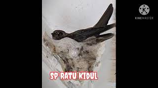 Download lagu Suara panggil sedot anakan, areal Lintasan mp3 Download lagu Suara panggil sedot anakan, areal Lintasan mp3