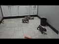 French Bulldog dogs for sale: Molly - Video 1
