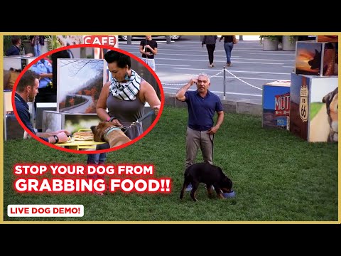 HOW TO STOP YOUR DOG FROM TAKING FOOD | DOG TIPS