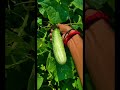 Cucumber खीरा Shorts Khira Cucumber Mykitchen1414 Viralshorts