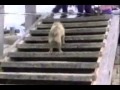 Веселые зверюшки 