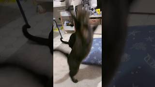 そっちかい2 #shorts #猫のいる暮らし #ねこライフ #cat #猫のいる風景  #catshorts