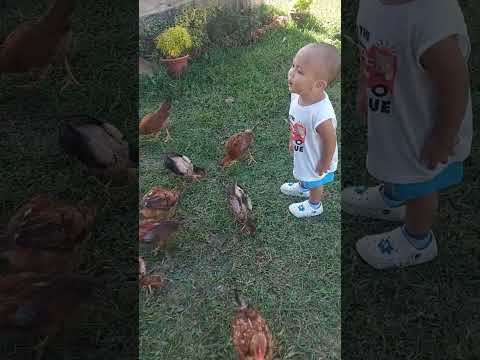 lucas vs. chickens p😂🤣