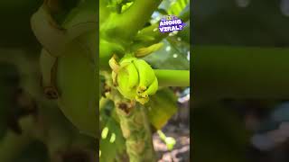 Puno, tila may bunga na pinaghalong saging at papaya?! | Dami Mong Alam, Kuya Kim!