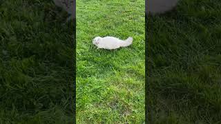 Premières aventures dehors pour ma jeune Ragdoll de 9 mois !