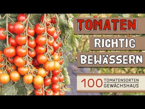 , title : 'Tomaten richtig bewässern - 100 Tomatensorten Gewächshaus'