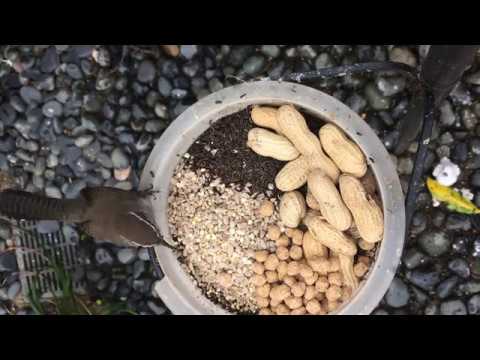 Backyard Birds - California thrasher, Scrub jay, American Goldfinch, Wren, House Finch