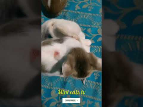 cats fight || funny cats video ||#cats #cute #video #viral #shorts #youtube #funny #dog #love
